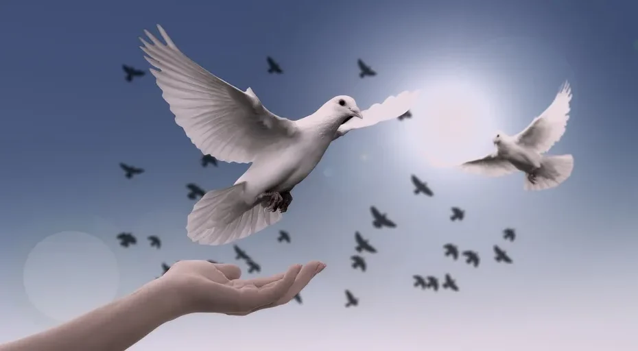 876 angel number - dove, peace, freedom