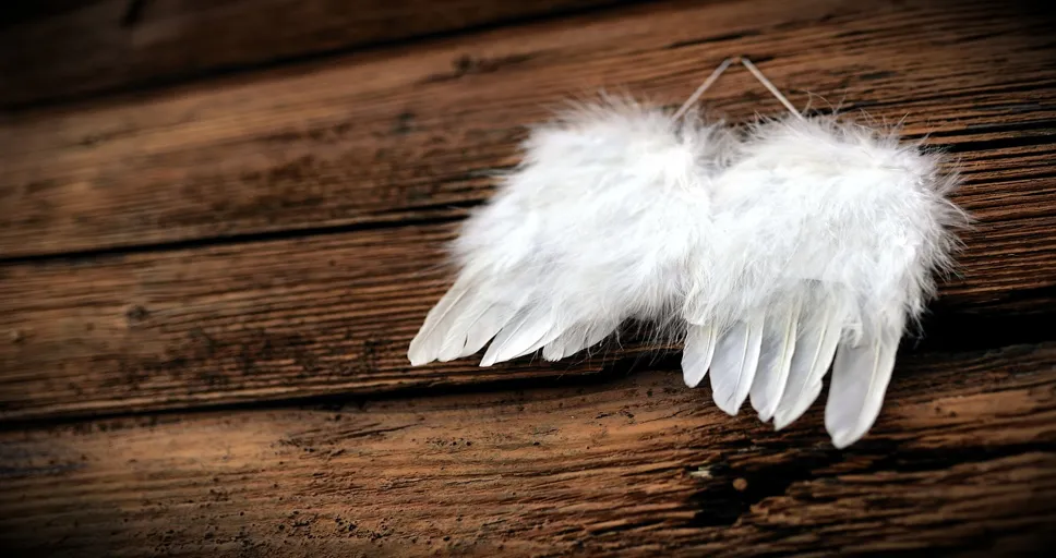 1223 meaning - feathers, wing, angel wings