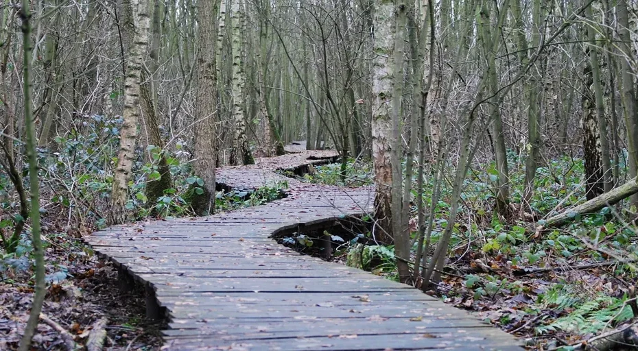 angel number 138 - path, forest, wood