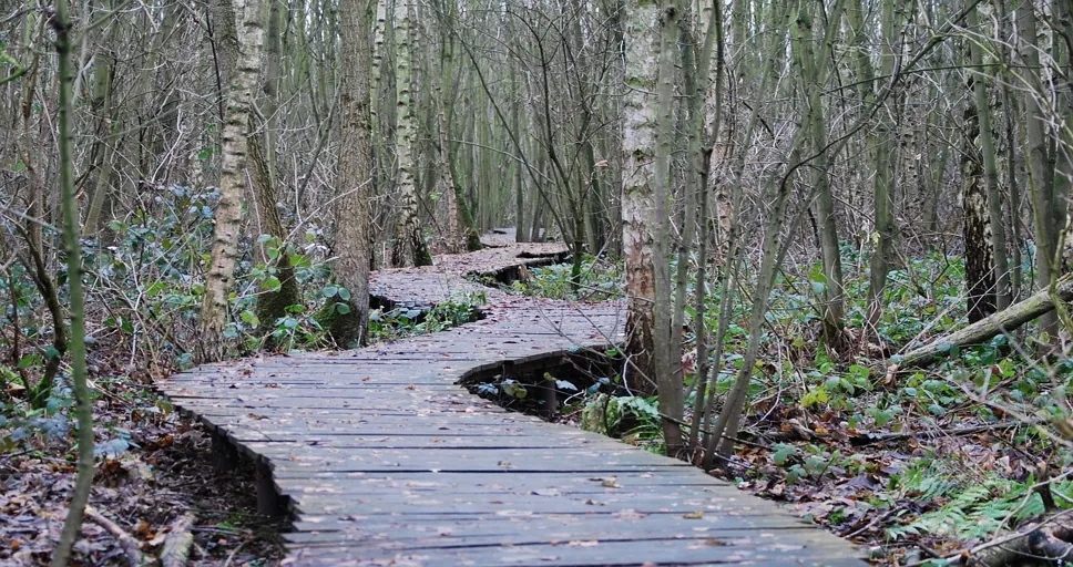 angel number 138 - path, forest, wood