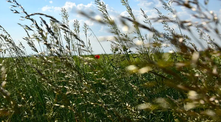 angel number 617 - grasses, meadow, summer