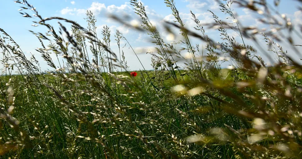 angel number 617 - grasses, meadow, summer