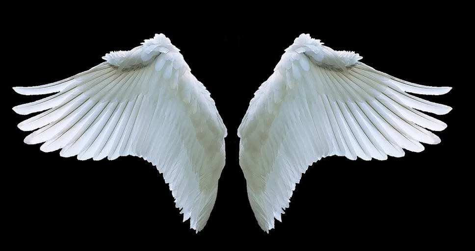 angel number 554 - wing, angel, swan