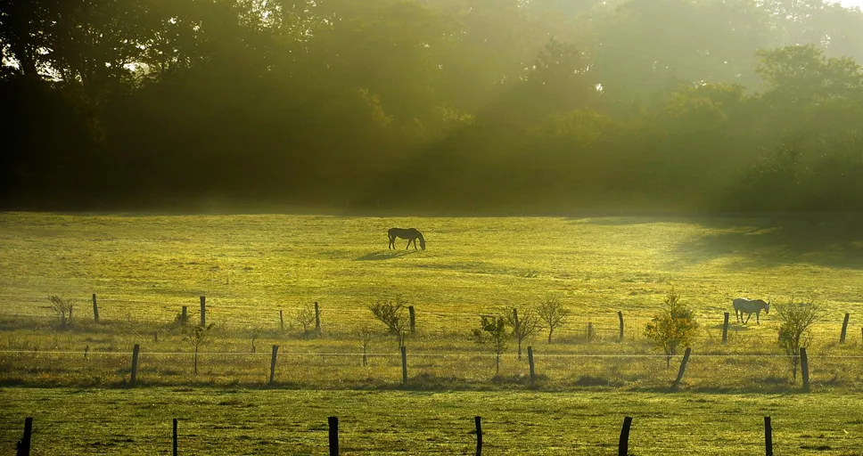 243 meaning - horse, fog, nature, landscape, pasture, mysticism, atmosphere, green, pastures, mystical